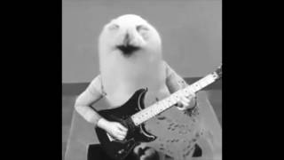 smol bird, big voice