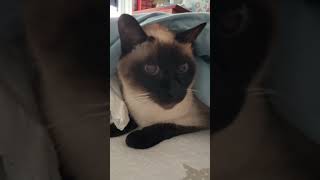 [따루] 카메라 울렁증 샴고양이 달이 #siamese