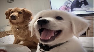 Watch How This Golden Retriever Dog Helps This English Cream Puppy Grow His Confidence by Adventures of Archie and Milo 8,629 views 3 years ago 4 minutes, 21 seconds