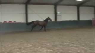 6yo gelding for absolute top level sport