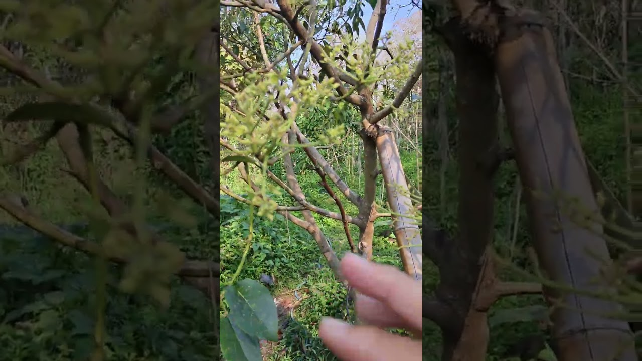 การดูแลอะโวคาโดช่วงติดดอก