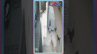Street dogs
