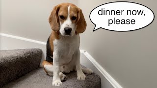 Cute beagle waits patiently