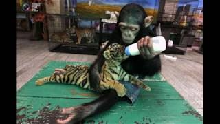 Top 10 Weird and Wonderful Pictures That Will Blow Your Mind | #mindgear