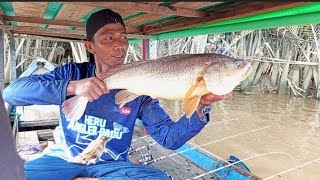 Download Lagu MANCIN UDANG GALAH DAPAT JPOT iKAN MAHAl Di SUNGAi ALHMDULAH REJEKI TAK TERDUGA MP3 Download Lagu MANCIN UDANG GALAH DAPAT JPOT iKAN MAHAl Di SUNGAi ALHMDULAH REJEKI TAK TERDUGA MP3