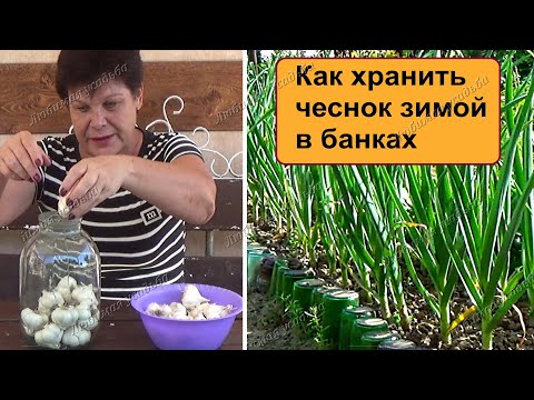 Как хранить чеснок на зиму в домашних условиях в банках