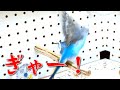 インコの人形を見せた小鳥の反応がこちら