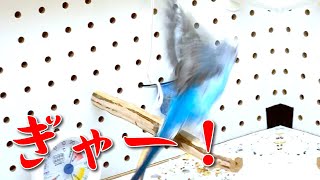 インコの人形を見せた小鳥の反応がこちら