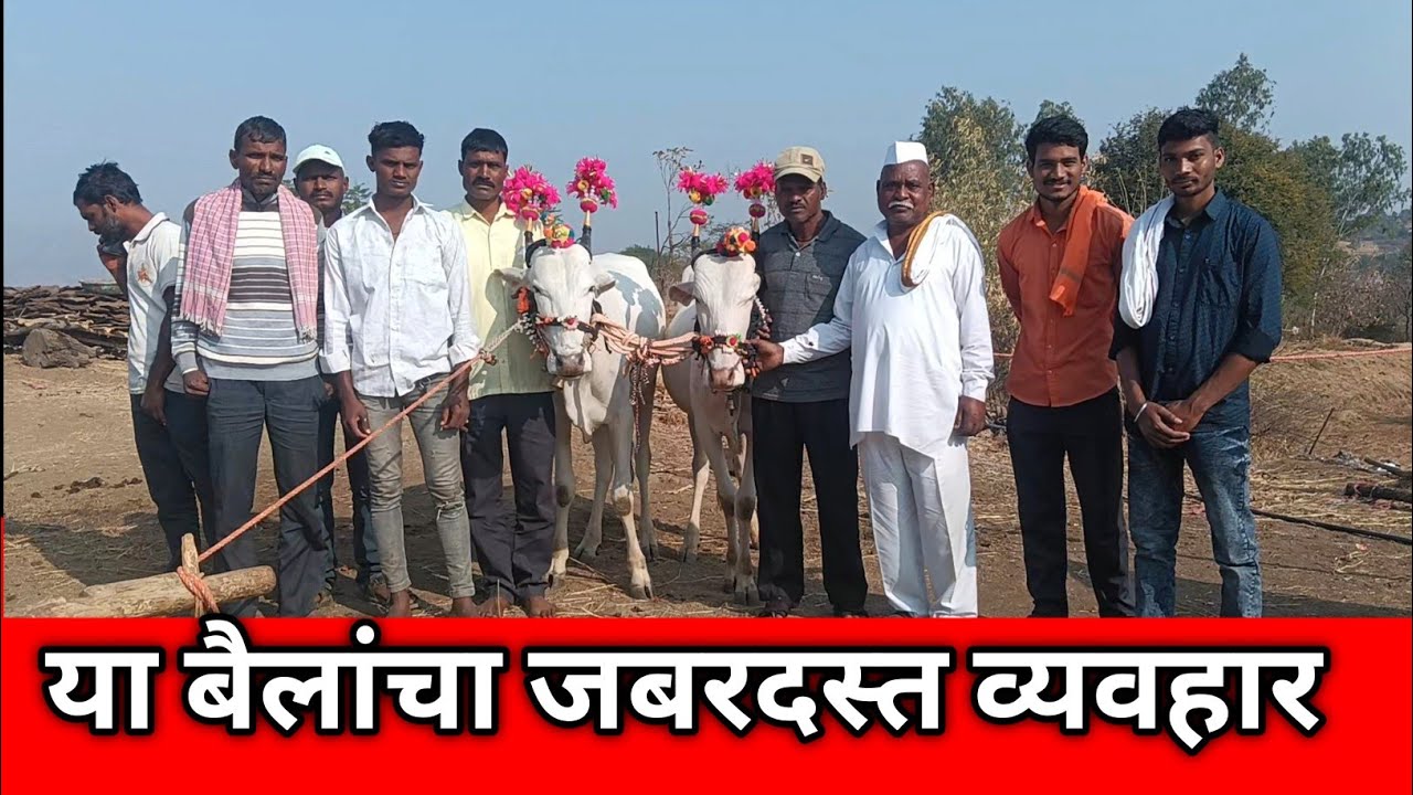 या बैलांचा जबरदस्त व्यवहार/ram aditya marathi blog 