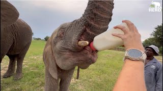 When Will Albino Elephant, Khanyisa Be Weaned From Milk Bottles?