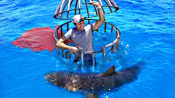 ¿Prefieren los tiburones la sangre humana o la de pescado?