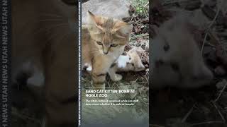 Utah zoo welcome NEW kitten