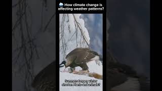 🌧️ How climate change is affecting weather patterns