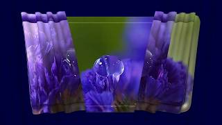Raindrops on indigo blue Statice by Leonardo Ruilova at: www.specta...