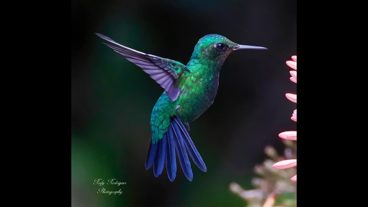 Puerto Rican Emerald @Bin3aiah Birds