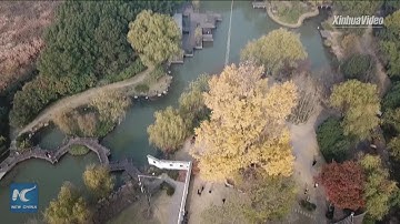 Aerial view of 1,200-year-old Ginkgo tree in Shanghai