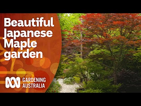 Video: Japanese maple is a wonderful decoration in the house
