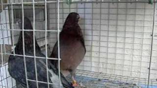 palomas laudinas david 8.avi