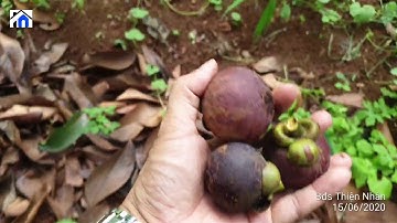 NVT780 Bán vườn trái cây 1 hecta cực đẹp mặt tiền QL 56, xã Xà Bang, huyện Châu Đức, tỉnh BRVT