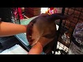 お留守番するために、ケージに入ることを全力でイヤがりまくるカワウソちぃたん☆An otter who dislikes an answering machine