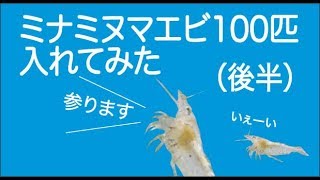 水槽のサイズ別 ミナミヌマエビは何匹飼える 熱帯魚 淡水魚 海水魚の図鑑