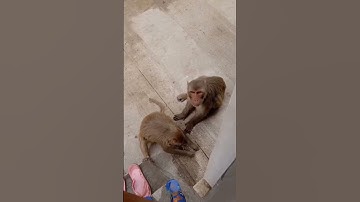 Hungry monkey 😮😲😲 shorts video
