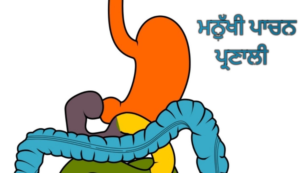 ਮਨੁੱਖੀ ਪਾਚਨ ਪ੍ਰਣਾਲੀ,| Human Digestive System in Punjabi |
