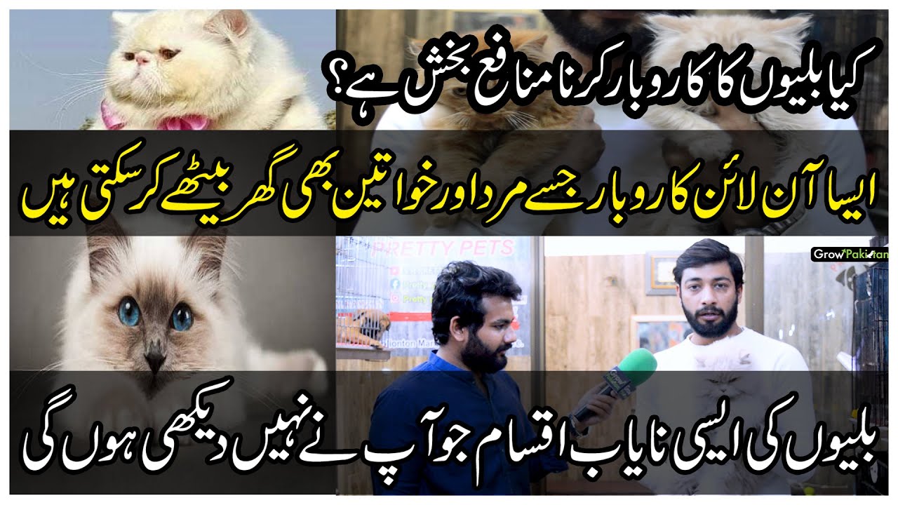 cats-business-idea-tollinton-market-grow-paskistan-youtube
