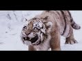 Tiger film|2020|Bad end of the tiger اجمل فيلم تراه ادخل وشاهد لن تندم