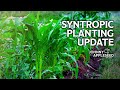 Experimental Syntropic Planting Update | Three Weeks of Growth in our Ultra-Dense Planting