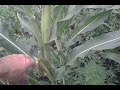 Поливная кукуруза 2 (немое кино)