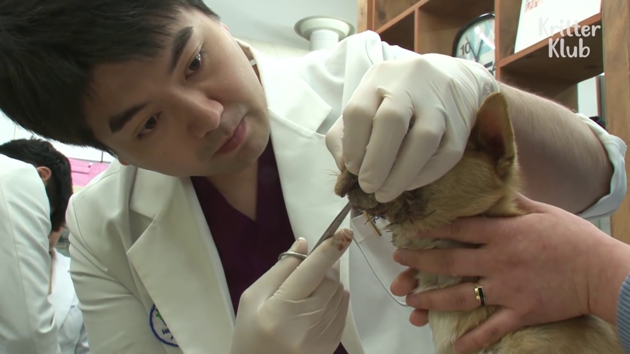 dog treatment for heartworms Don't Discipline Your Dog This Way | Animal in Crisis EP7