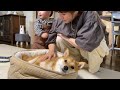 シャンプーしてモフモフに磨きがかかった柴犬をモフりまくる家族