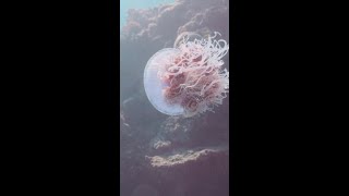 This Jellyfish Looks Straight Out of a Dream 🪼⚡🌊 | Hypnotic Ocean Aesthetic