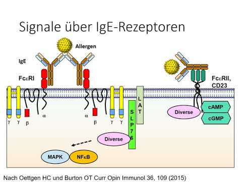 Synapse - Reizübertragung ● Gehe auf SIMPLECLUB.DE/GO & werde #EinserSchüler. 