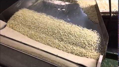 IQF Freezing of Diced and Sliced Onion in OctoFrost™