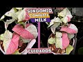 Singonio Confetti Milk Planta Que Necesitas En Tu Vida || Huerto Citadino