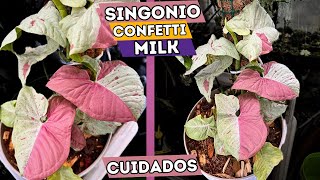 Singonio Confetti Milk Planta Que Necesitas En Tu Vida || Huerto Citadino