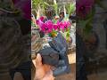 PLANTE ORQUÍDEAS NO CARVÃO #shorts #orquideas #orquídeas #orquidea #orquídea #orchid
