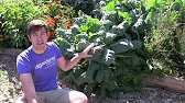 How to Plant Broccoli, Brussels Sprouts, Cabbage, Cauliflower, Collards, Kale & Kohlrabi - YouTube
