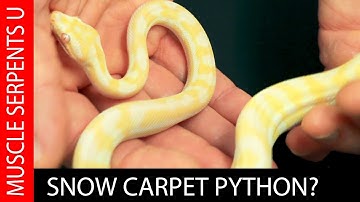 SNOW CARPET PYTHON CLUTCH REVEAL
