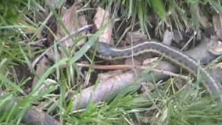 Nice Little Snake