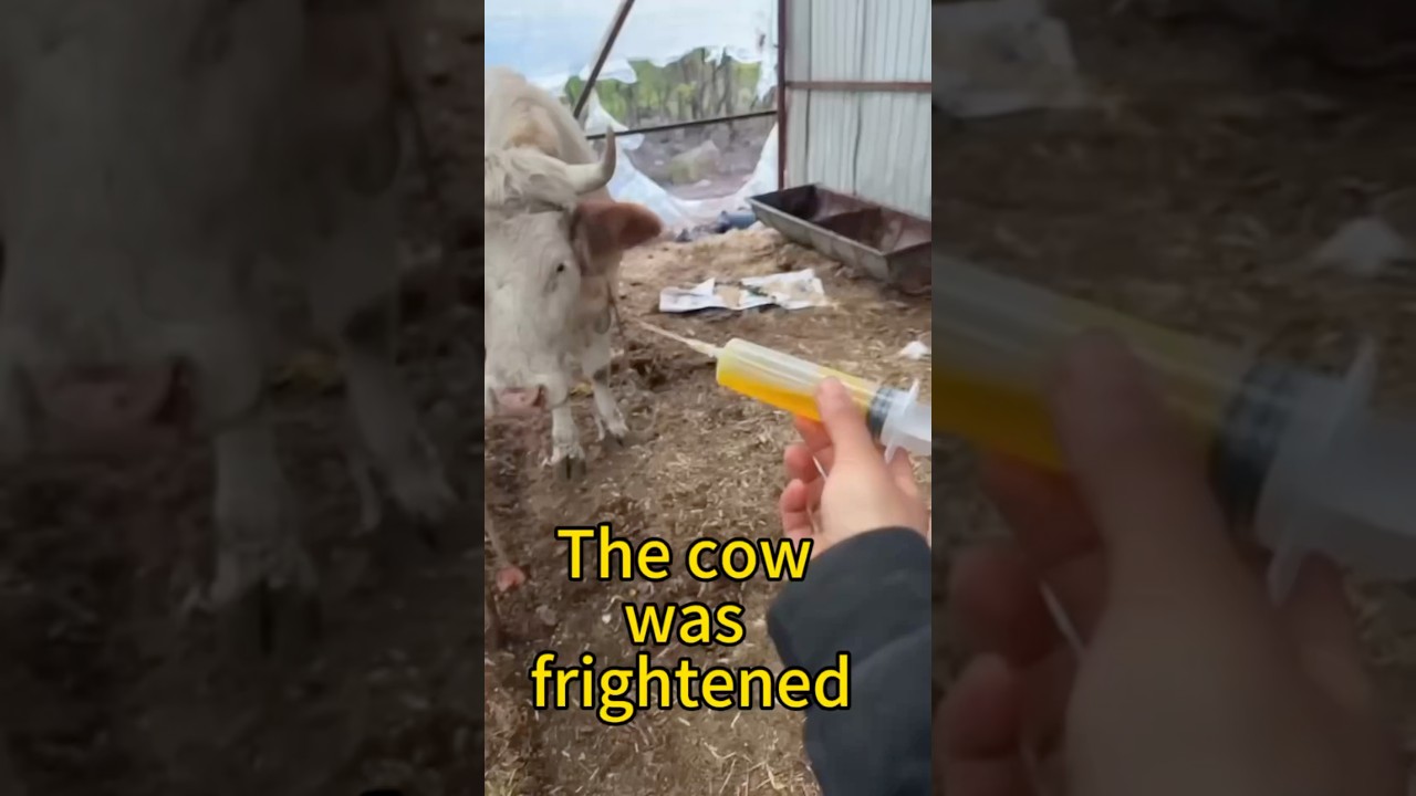 The cow sanshi’s story 4: the cow was frightened