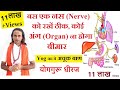 एक Vagus Nerve देगा Complete Health | Yoga Science for Physical Mental  Wellness | Yogaguru Dheeraj