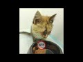 Видео. Хорошие новости из клиники Рыжий Кот 2: от котенка с мухами вместо глаз: Мурка