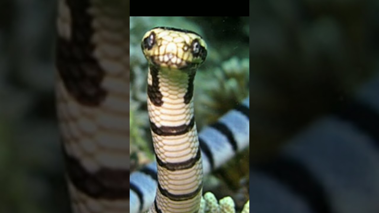 The Belcher's Sea Snake (Hydrophis belcheri)