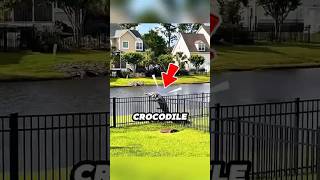 The Crocodile They Raised Like a Puppy 🐊❤️. #shorts #crocodile