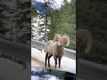 RAM Big Horn admiring GMC Sierra lol.#wildlife #alberta