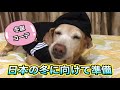 数ヶ月後の初めての日本の冬に備えて、今から準備するラブラドールレトリバー！【やっぱりラブラドールレトリバーLabrador 】