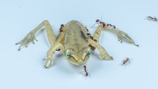 Ants VS Frog - Frog VS Ants - Time Lapse Video - Askal